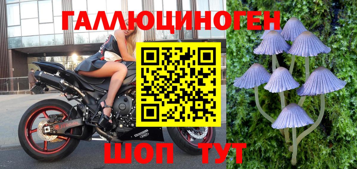 Бердск  купить закладку  Вход с VPN  Псилоцибиновые грибы Psilocybe 